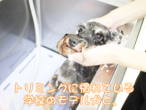 学校のモデル犬とトリミングをがんばっています♪